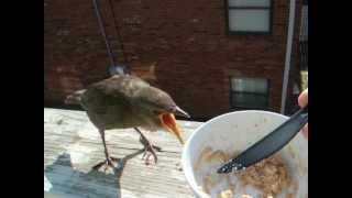 Starling fledgling visits for afternoon snack