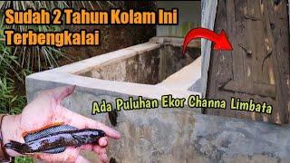 Menangkap puluhan channa limbata dengan tangan dewa || Didalam kolam angker ini banyak ikan channa!