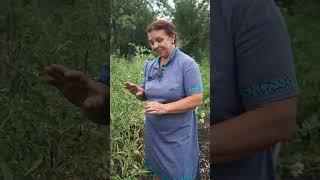 Почему скручиваются листья томатов ?