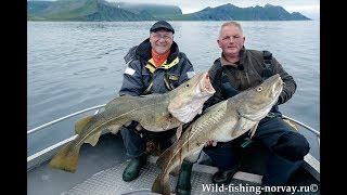 Морская рыбалка в Норвегии.Треска.Wild Fishing Norway