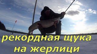 Трофейная рыбалка. Дикая борьба и мамка на льду.