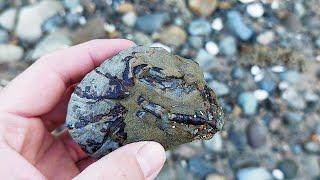 Did I just find a fossil skull? [prep time-lapse included]