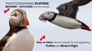 How to Photograph Birds in Flight BEGINNER + ADVANCED camera setups.