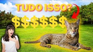 Os 7 Gatos Mais Caros do Mundo