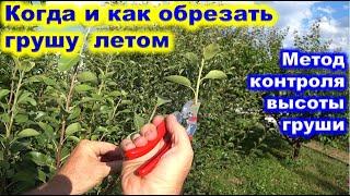 КОГДА и КАК летом ОБРЕЗАТЬ ГРУШУ. Как удерживать грушу одной высоты.