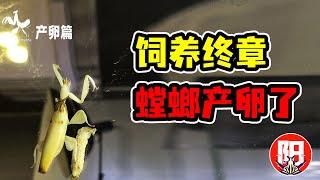 兰花螳螂饲养记录：产卵篇 | 交配以后，螳螂在玻璃缸里产卵了。生与死，轮回不止 | 小阳的昆虫世界