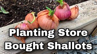 Planting Shallots From The Grocery Store