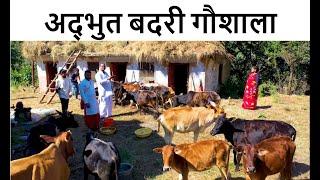 अद्भुत बदरी गौशाला | घी बहुत शक्तिशाली है | चमत्कारी समाधान | Worlds best Badri Cow Breeder almora