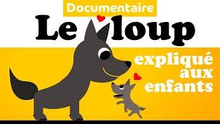 Le LOUP  Documentaire animalier pour enfant de maternelle