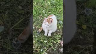 Белая, пушистая киска под окном. #природа #кошки #лирика #стихи #поэзия #nature  #cat