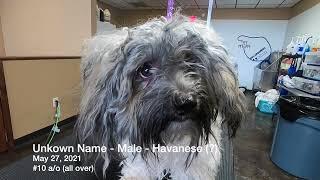 SEVERELY Matted Havanese