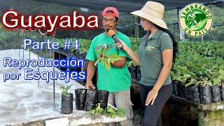 Guayaba Parte#4: Reproducción por Esquejes