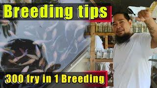 BREEDING TIPS | HOW TO PRODUCE 300 OR MORE BETTA FRY | VLOG # 95