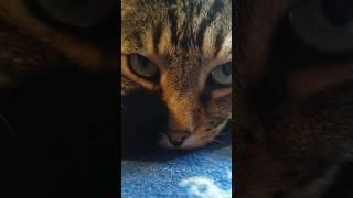 Ну, чё смотришь?))) #alessandro_farrini #cat #лучшее #смешноевидео #прикол #приколы
