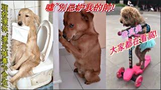 [2020動物最好笑]#3 超爆笑 超療癒的動物搞笑視頻合集 #3 笑翻全場|~! |funny video/funny animals/cat/dog/pet/