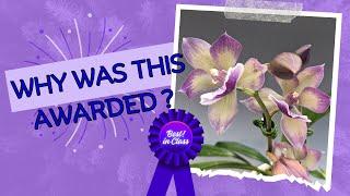 Why Did My Plant Win Best of Class/May 2024