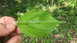 Cornus drummondii