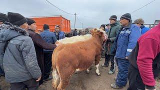 БОКИЛАДИГАН ЁШ НОВВОСЛАР 2-МАРТ ЭРТАЛАБГИ САВДОЛАР УРГАНЧ МОЛ БОЗОРИ !!! XORAZM SAVDO