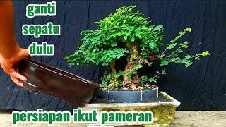 proses ganti pot bonsai ileng ileng