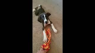 Original Mountain Cur Squirrel Dog Training