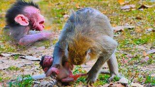 Oh P/titful ! Young Mother Monkey's Button going to monster almost K/ill Babette | MONKEY Jenifer