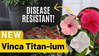 Meet the NEW disease resistant Vinca Titan-ium