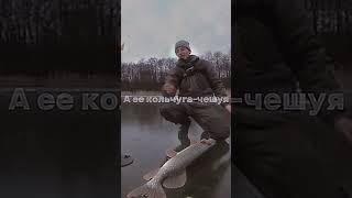 Pyrokinesis - Ее влюбленные глаза | Pyrorybak - Ее кольчуга-чешуя  #кавер #пирокинезис #rap  #music