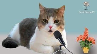 Sholawat Shallallahu 'Ala Muhammad 1 Jam Nonstop | Dunia Kucing TV