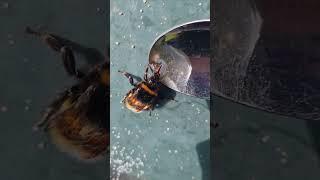 I saved a Bee!! #beesafer #reels #viral #bee #fyp #youtubeshorts #love #germany #animals