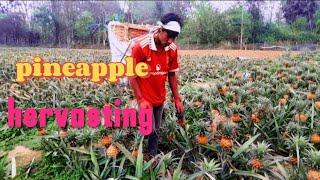 Pineapple Harvesting, Handling, Storage, and Selling