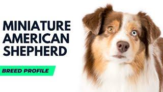 Miniature American Shepherd Dog Breed Profile | Mini Aussie History Price and Behaviour with Kids.