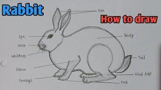 How to draw Rabbit diagram || खरगोश का चित्र || Phylum- Chordata || Biology diagram || #rabbit #easy