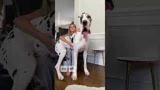 Great Dane Puppy ️ GIANT #greatdanes #barked #shortfeed #cutepuppies