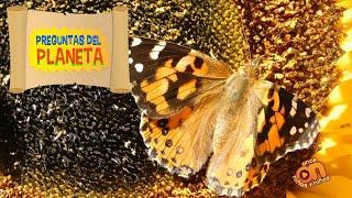  Mariposa monarca. Preguntas del planeta.