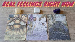 WHAT ARE THEIR  REAL FEELINGS ️FOR YOU RIGHT NOW ?  PICK A CARD LOVE TAROT 