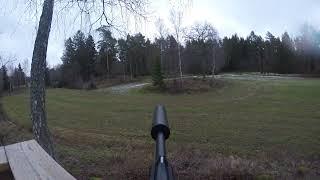 Shefra kevi le welate Swed. Red deer in Sweden, hunting. jakt, kronhjort