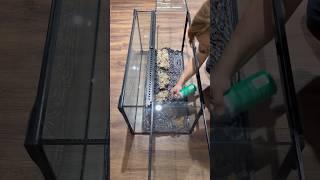 Bioactive Background Build #everevolvingexotics #leopardgecko #exoterra #bioactive #tutorial #geckos
