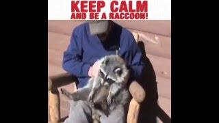 Keep Calm and be a Raccoon!
