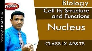 Nucleus : Cell Its Structure and Functions | Biology | Class 9