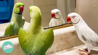 Spicy Parrot Gets An Annoying Brother. But He Melts His Heart | Cuddle Buddies