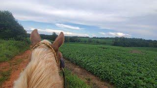 First Ride with Bishop the rescued slaughter-bound Belgian Draft Horse