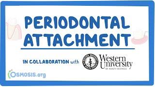 Periodontal Attachment (in Collaboration w/ Western University)