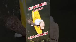 Saltwater crocodile attacks Kayak! #crocodile #attack #shorts