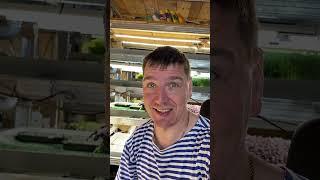 Научился черенковать петунии