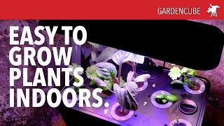 Hydroponic at home: GardenCube