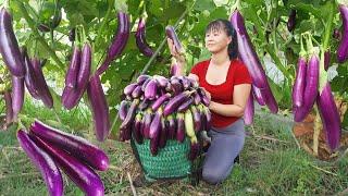 Harvesting Eggplant Goes to countryside market sell, Off grid farm || Phương - Free Bushcraft