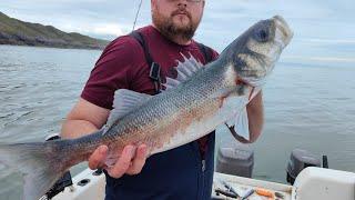 5lb Bass landed  Boat fishing Swansea south Wales #Bass #BullHuss #SeahogSamurai