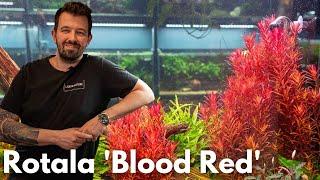 Rotala rotundifolia “Singapore Bloodred“ | Liquid Nature Plant Presentation