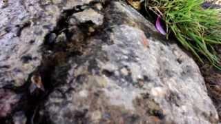 How the bees and wasps take a bath in harmony by +39 C in Austria.