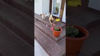 наши чихуахуа , #chihuahua #puppy #cute #pets #love #чихуахуа #doglover #animals